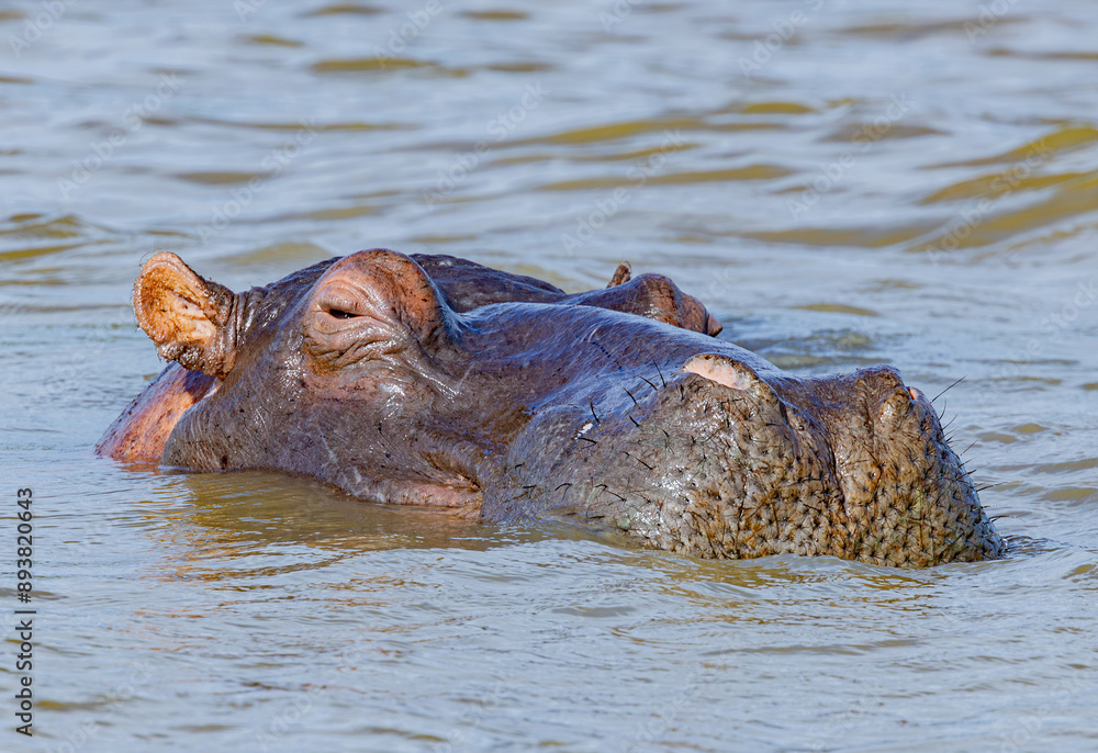Fototapeta premium St. Lucia Estuary, South Africa