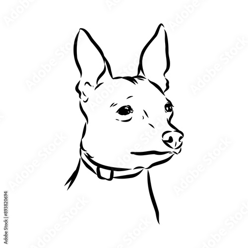 American naked Terrier an American hairless terrier dog American naked terrier vector sketch