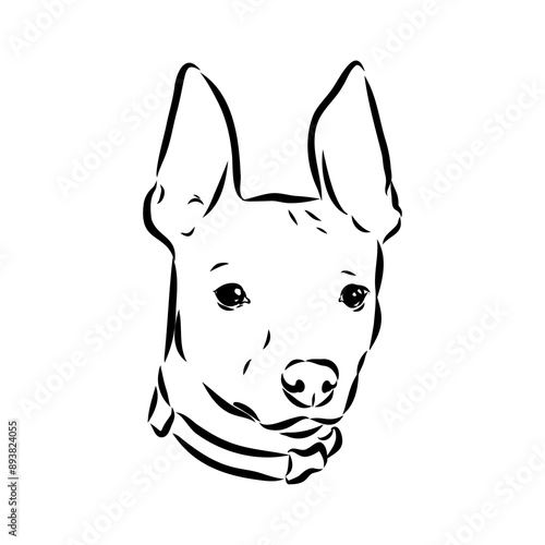 American naked Terrier an American hairless terrier dog American naked terrier vector sketch