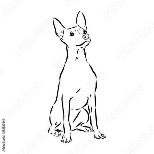 American naked Terrier an American hairless terrier dog American naked terrier vector sketch
