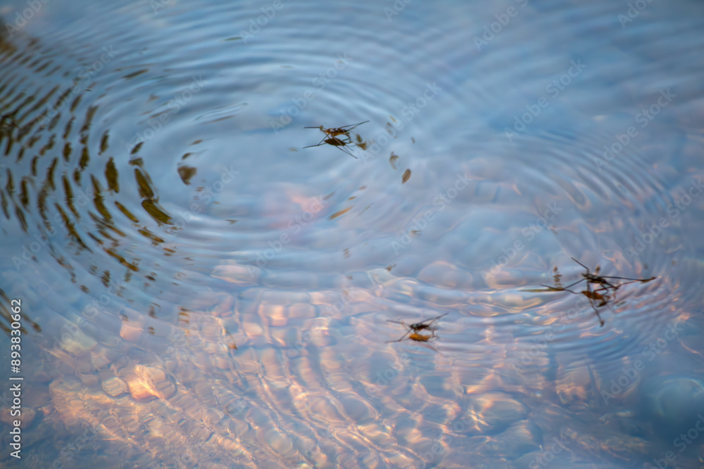 water skeeters on the surface of the stream water skeeters on the surface of the stream