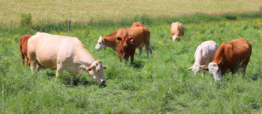 Φωτογραφία The Brown Swiss or American Brown Swiss is an American breed of dairy cattle