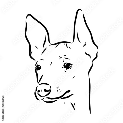 American naked Terrier an American hairless terrier dog American naked terrier vector sketch