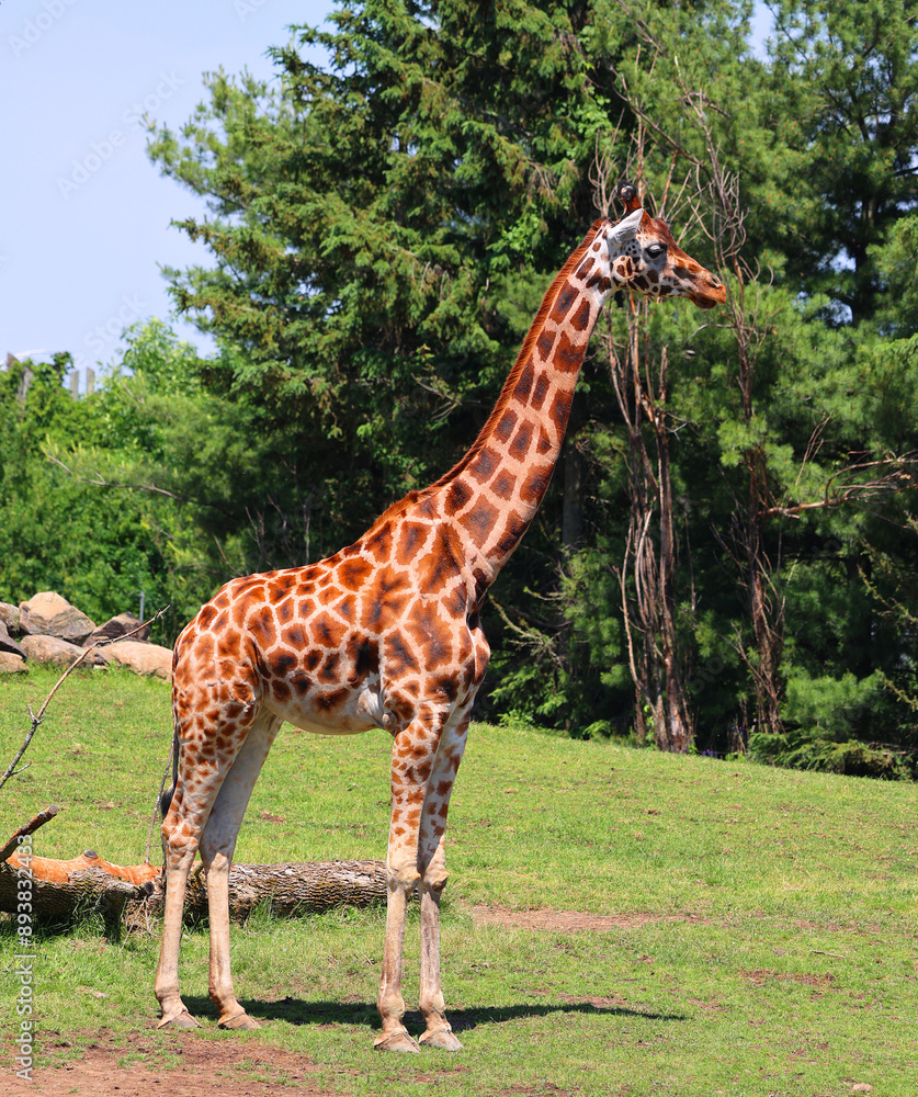 The giraffe (Giraffa camelopardalis) is an African even-toed ungulate mammal, the tallest of all extant land-living animal species, and the largest The giraffe (Giraffa camelopardalis) is an African even-toed ungulate mammal, the tallest of all extant land-living animal species, and the largest