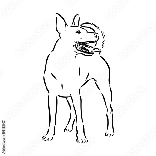 American naked Terrier an American hairless terrier dog American naked terrier vector sketch