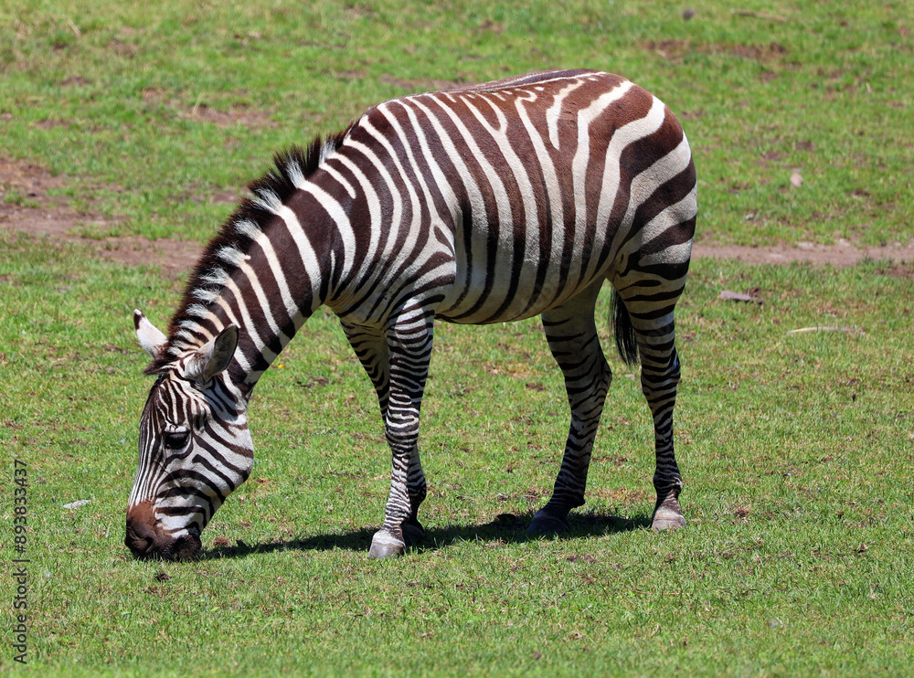 Burchell's zebra is a southern subspecies of the plains zebra. It is named after the British explorer William John Burchell. Common names include bontequagga, Damara zebra and Zululand zebra Burchell's zebra is a southern subspecies of the plains zebra. It is named after the British explorer William John Burchell. Common names include bontequagga, Damara zebra and Zululand zebra