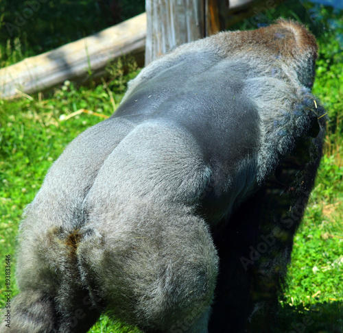 Back of Gorillas are ground-dwelling, predominantly herbivorous apes that inhabit the forests of central Africa. The DNA of gorillas is highly similar to that of humans, from 95–99% a