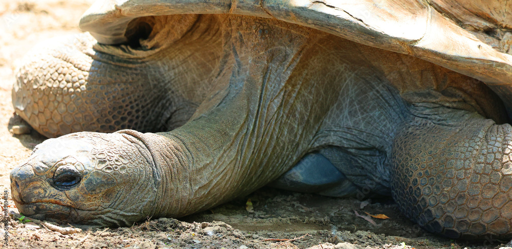 The Aldabra giant tortoise (Aldabrachelys gigantea), from the islands of the Aldabra Atoll in the Seychelles, is one of the largest tortoises in the world The Aldabra giant tortoise (Aldabrachelys gigantea), from the islands of the Aldabra Atoll in the Seychelles, is one of the largest tortoises in the world