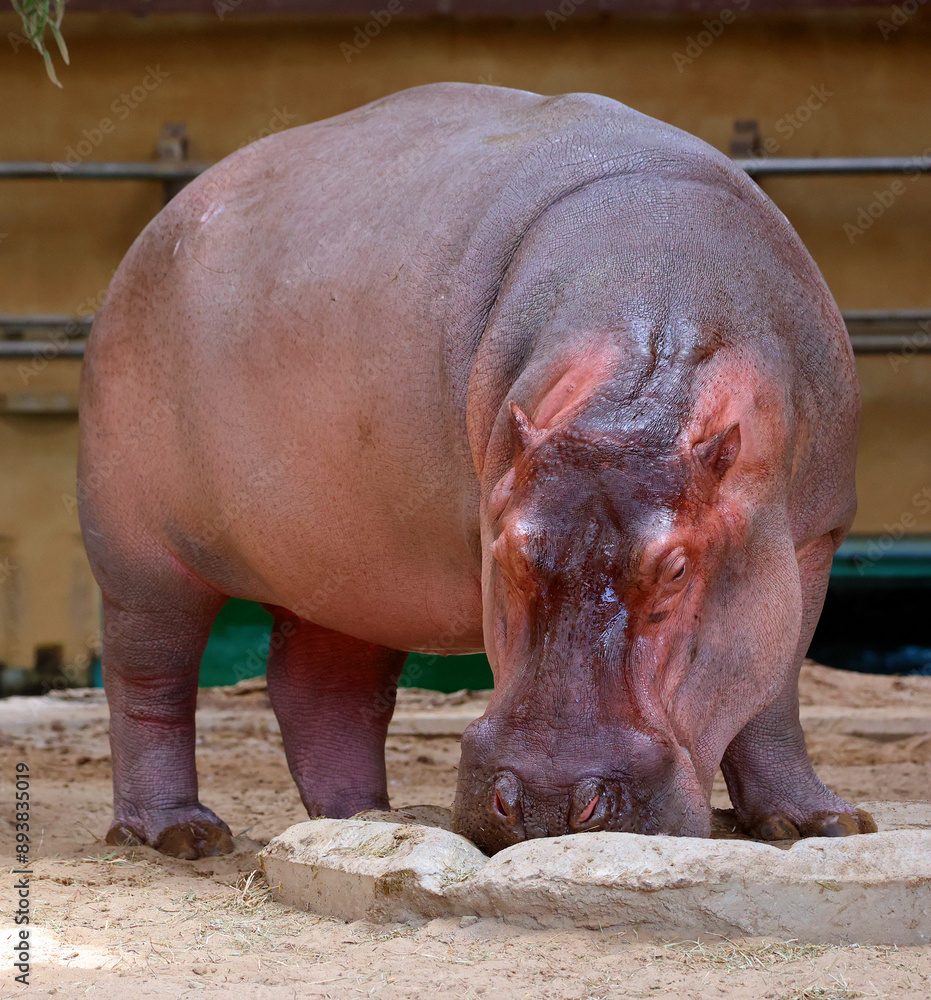 Hippopotamus (Hippopotamus amphibius), or hippo, from the ancient Greek for Hippopotamus (Hippopotamus amphibius), or hippo, from the ancient Greek for