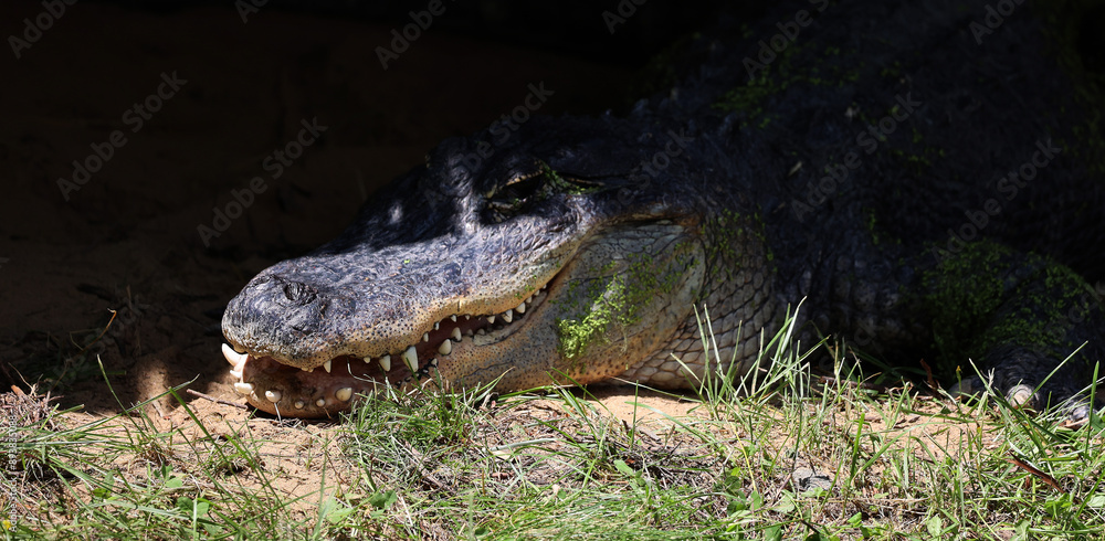 Obraz premium An alligator is a crocodilian in the genus Alligator of the family Alligatoridae. The two living species are the American alligator and the Chinese alligator.