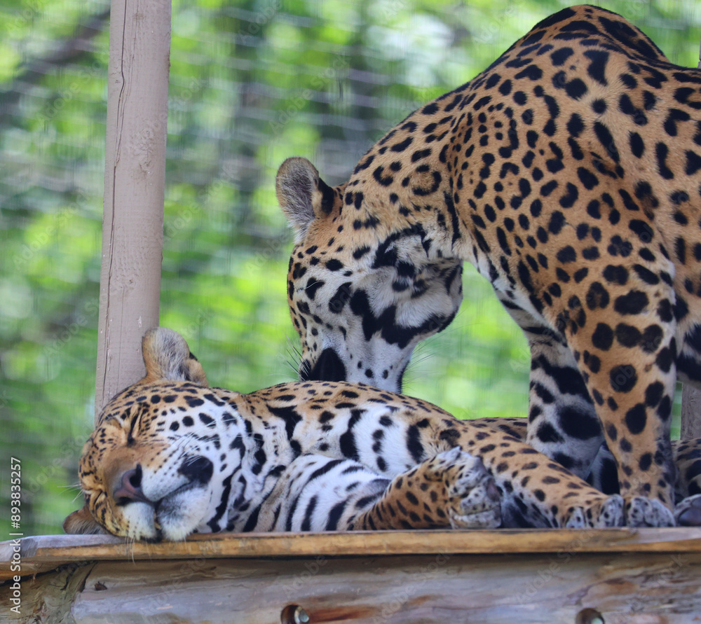 Obraz premium Jaguar is a cat, a feline in the Panthera genus only extant Panthera species native to the Americas. Jaguar is the third-largest feline after the tiger and lion
