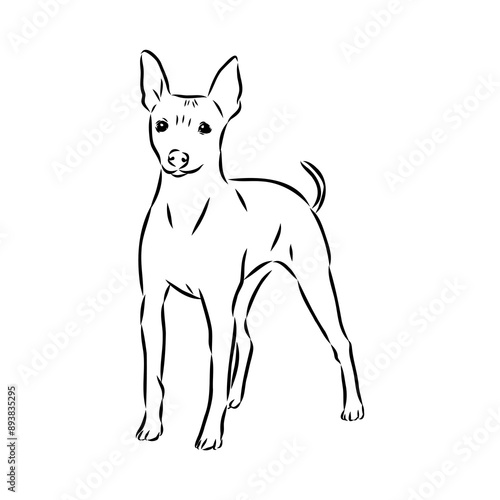 American naked Terrier an American hairless terrier dog American naked terrier vector sketch