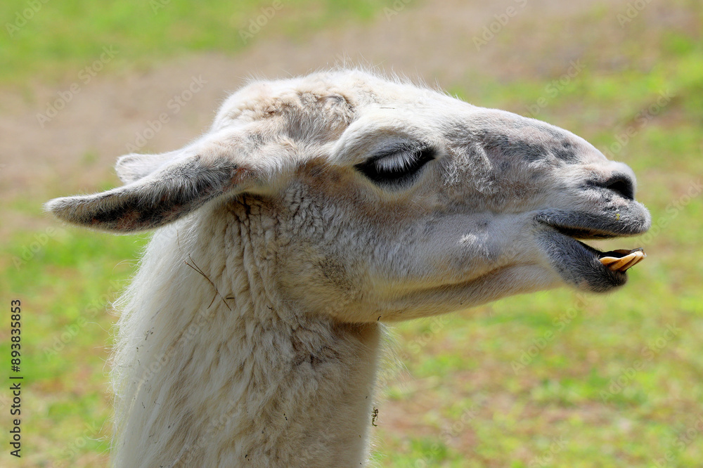 Obraz premium llama (Lama glama) is a South American camelid, widely used as a meat and pack animal by Andean cultures since pre-Hispanic times.