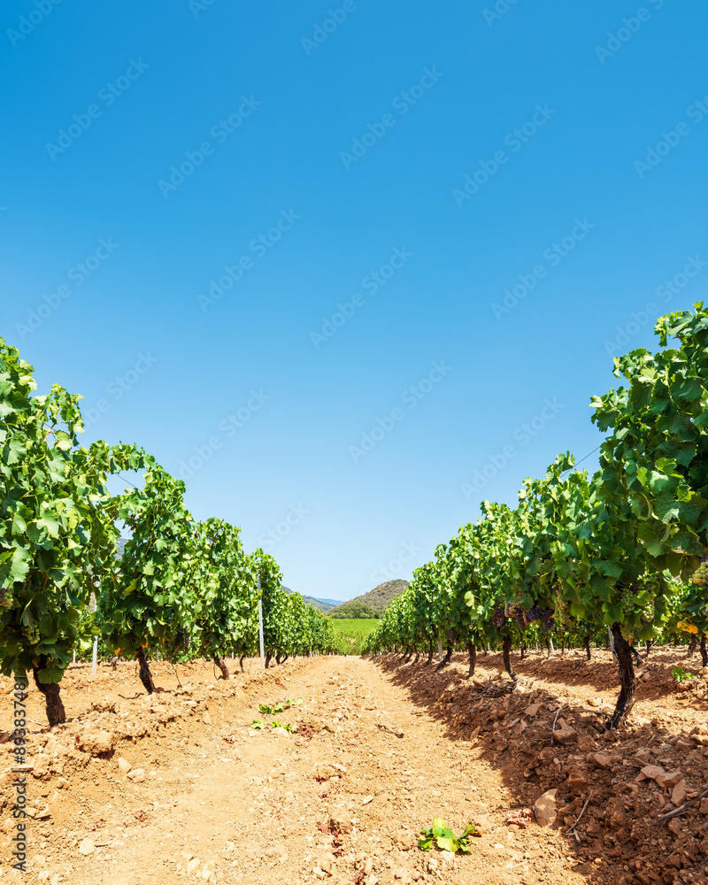 Rows of a vineyard with mountains in the background. Agriculture. Rows of a vineyard with mountains in the background. Agriculture.