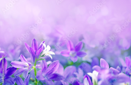 purple crocus flowers in spring