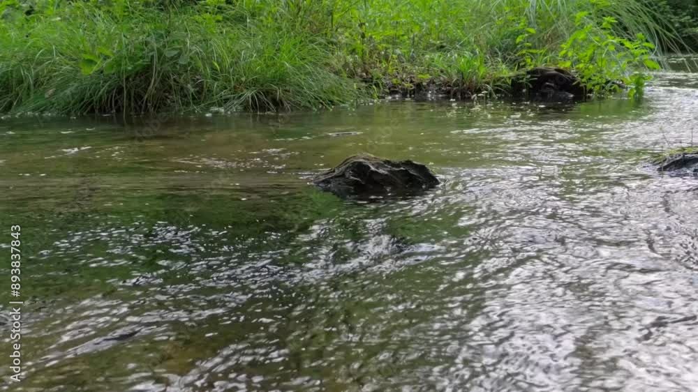 Fluss, Fließendes Gewässer der Würm, Würmtal bei Gauting, Bayern, Deutschland Fluss, Fließendes Gewässer der Würm, Würmtal bei Gauting, Bayern, Deutschland