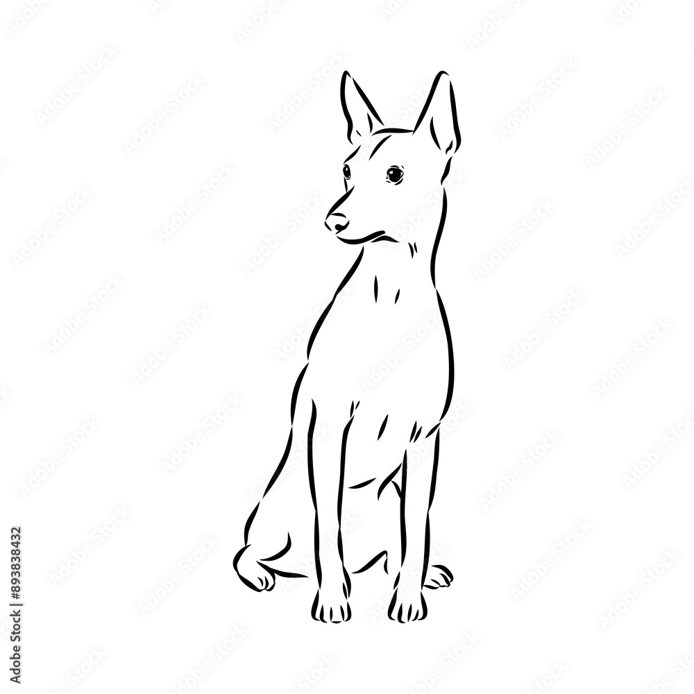 Fototapeta premium American naked Terrier an American hairless terrier dog American naked terrier vector sketch