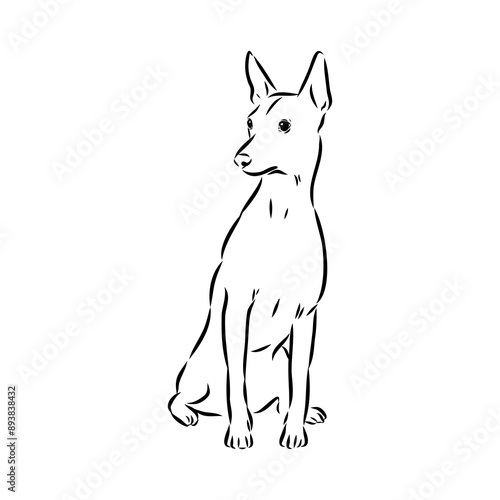 American naked Terrier an American hairless terrier dog American naked terrier vector sketch