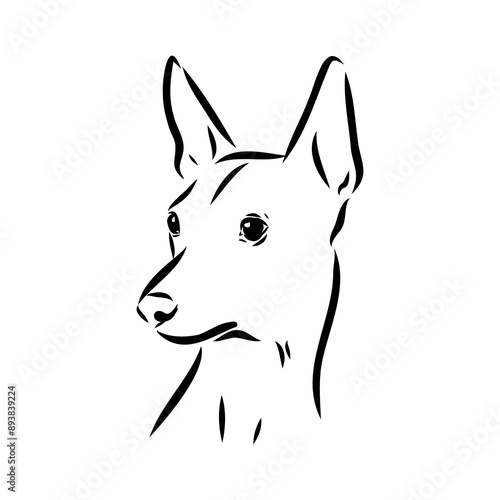 American naked Terrier an American hairless terrier dog American naked terrier vector sketch