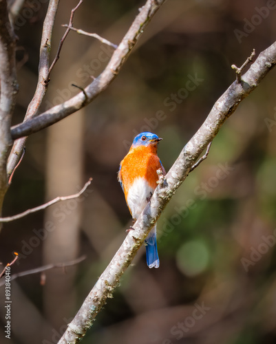 Eastern bluebird in the park