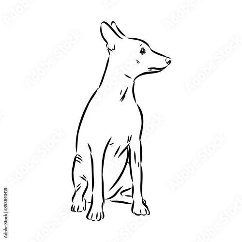 American naked Terrier an American hairless terrier dog American naked terrier vector sketch