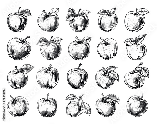 Apples Crisp Contours Engraved Icons Set White Background Vintage Style Fruit Illustrations Graphic Design Elements Classic Apple Varieties Sketchy Outline Drawings