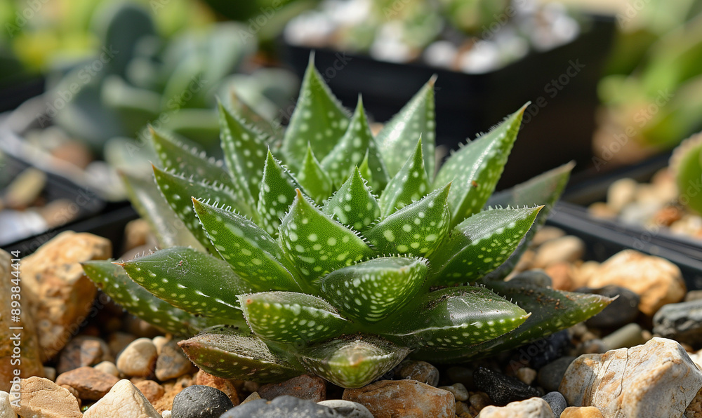 A small green plant with white spots sits on a rocky surface A small green plant with white spots sits on a rocky surface