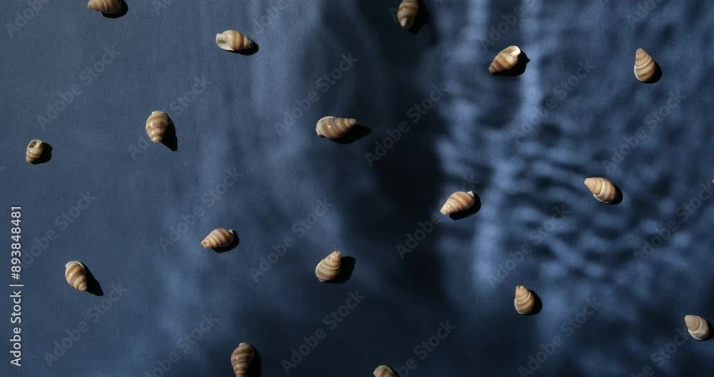 Seashells with underwater moving shadows on the blue background top view Seashells with underwater moving shadows on the blue background top view