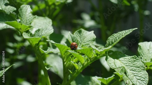Colorado potato beetle larvae on the leaves of growing potatoes on a summer day, close-up. pest control in agriculture