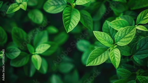 Extreme close up of vibrant green leaves with shallow depth of field and space for text