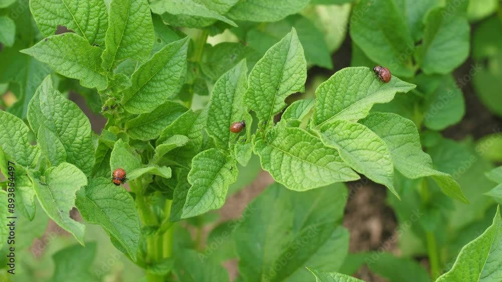Colorado potato beetle larvae on the leaves of growing potatoes on a summer day, close-up. pest control in agriculture Colorado potato beetle larvae on the leaves of growing potatoes on a summer day, close-up. pest control in agriculture