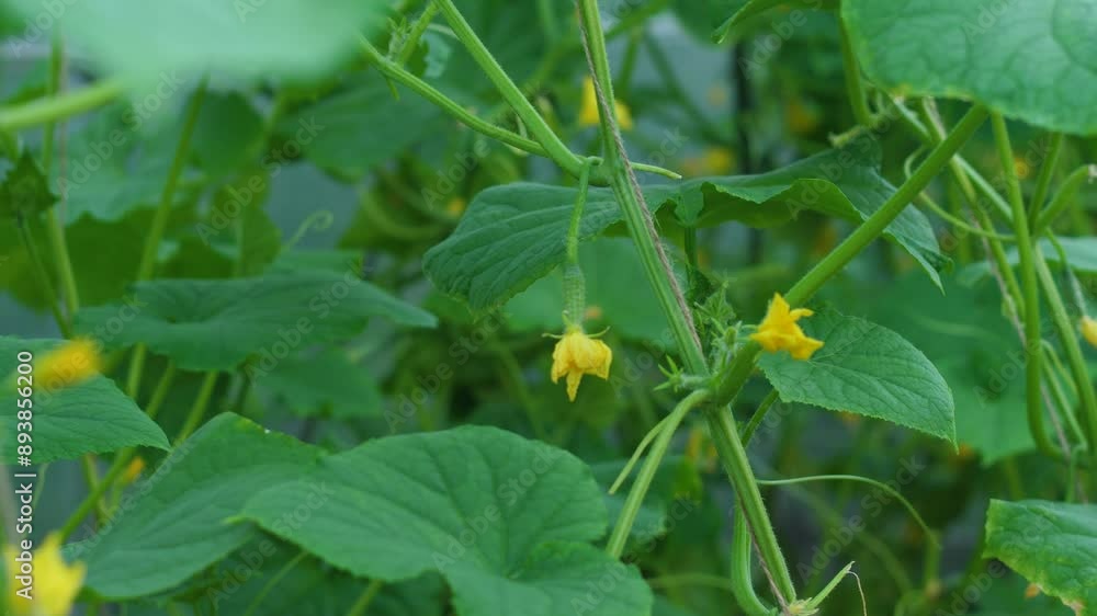 small growing blooming cucumber on a branch in a vegetable plantation close up, growing cucumbers, flowering vegetables small growing blooming cucumber on a branch in a vegetable plantation close up, growing cucumbers, flowering vegetables