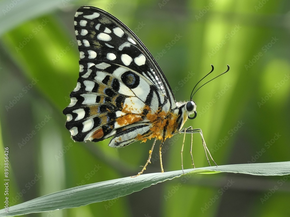 Fototapeta premium Close-up of a beautiful butterfly perched on a green leaf with blurred background