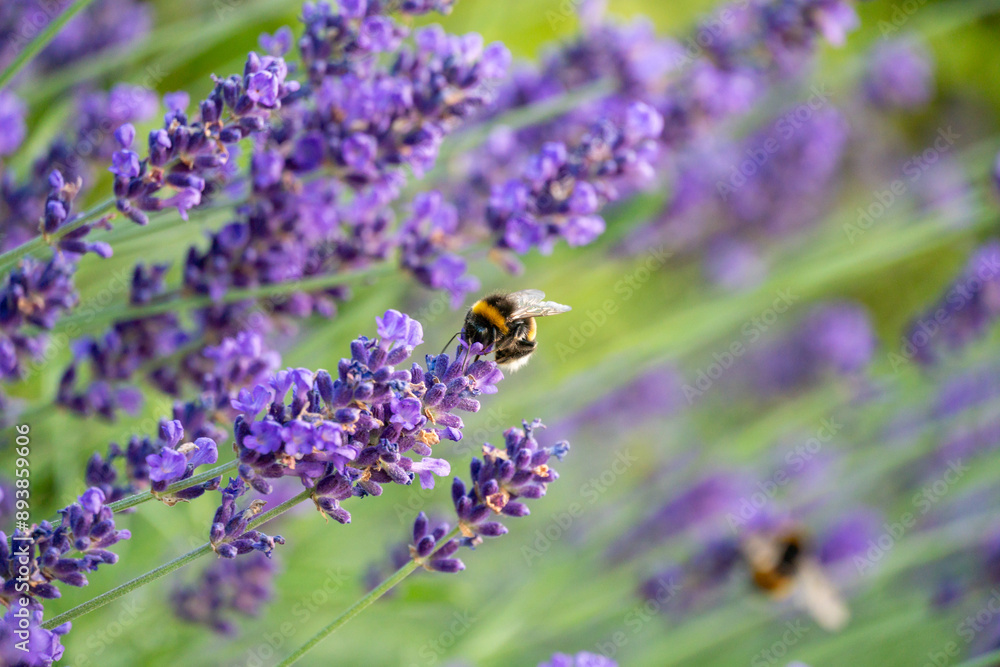 Bumblebee Pollinating Lavender in Horten, Norway Bumblebee Pollinating Lavender in Horten, Norway