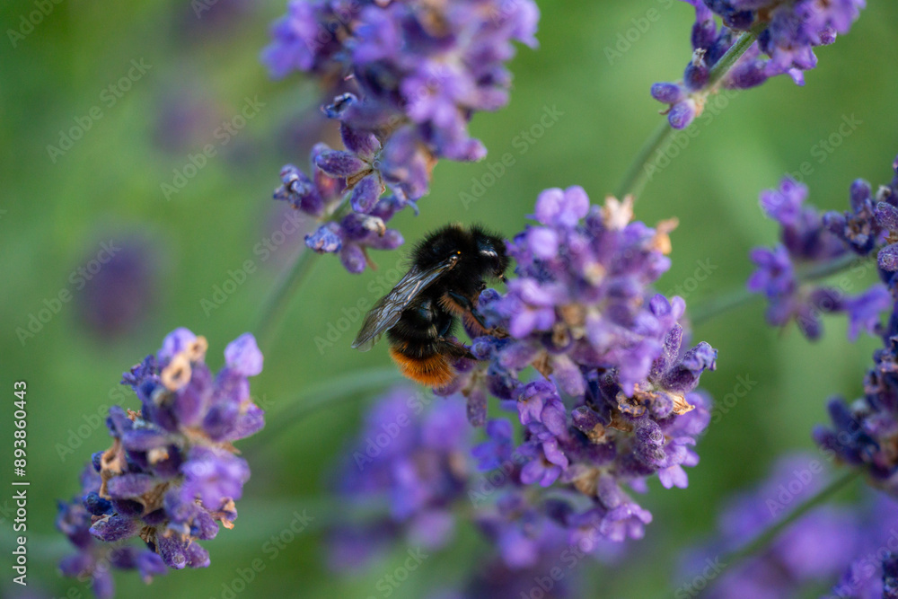 Bumblebee Pollinating Lavender in Horten, Norway Bumblebee Pollinating Lavender in Horten, Norway