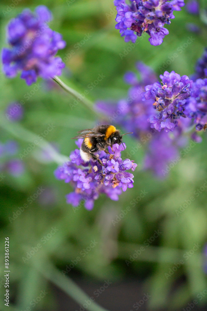 Bumblebee Pollinating Lavender in Horten, Norway Bumblebee Pollinating Lavender in Horten, Norway