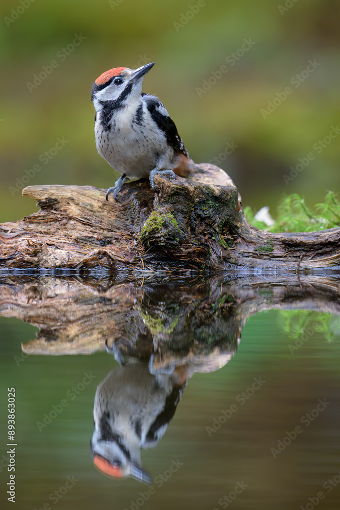 Great spotted woodpecker (Dendrocopos major) in forest in summer
