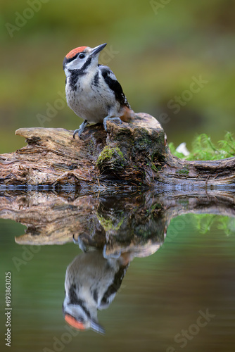 Obraz na płótnie Great spotted woodpecker (Dendrocopos major) in forest in summer w salonie