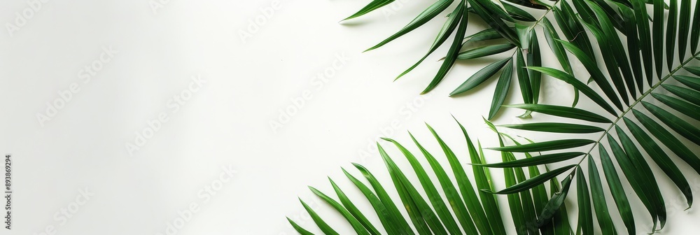 Green palm fronds arranged on a white surface Green palm fronds arranged on a white surface