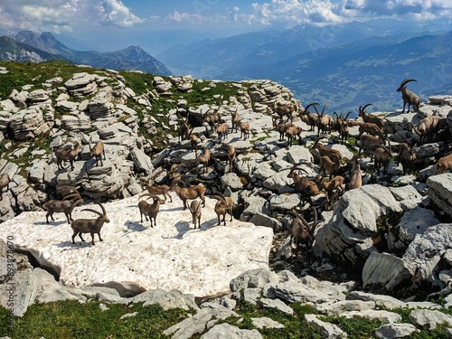 Slika na platnu Herd of ibex on the Chäserrugg summit of the Churfirsten