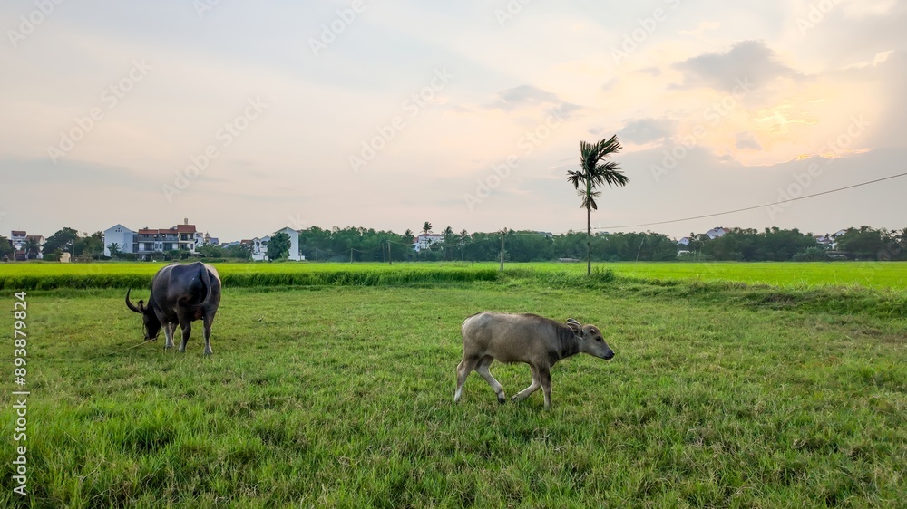 Fototapeta premium Water buffaloes grazing peacefully in a green field during sunset, symbolizing rural life and agriculture in Southeast Asia