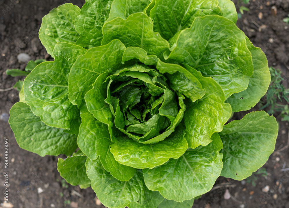 Single Green salad lettuce in garden Single Green salad lettuce in garden