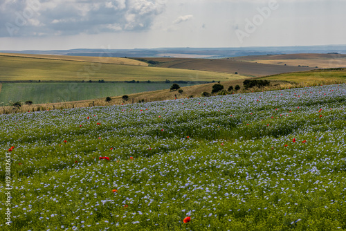 A view over fields in the South Downs on a summer's day, with poppies scattered through a field of flax crops photo