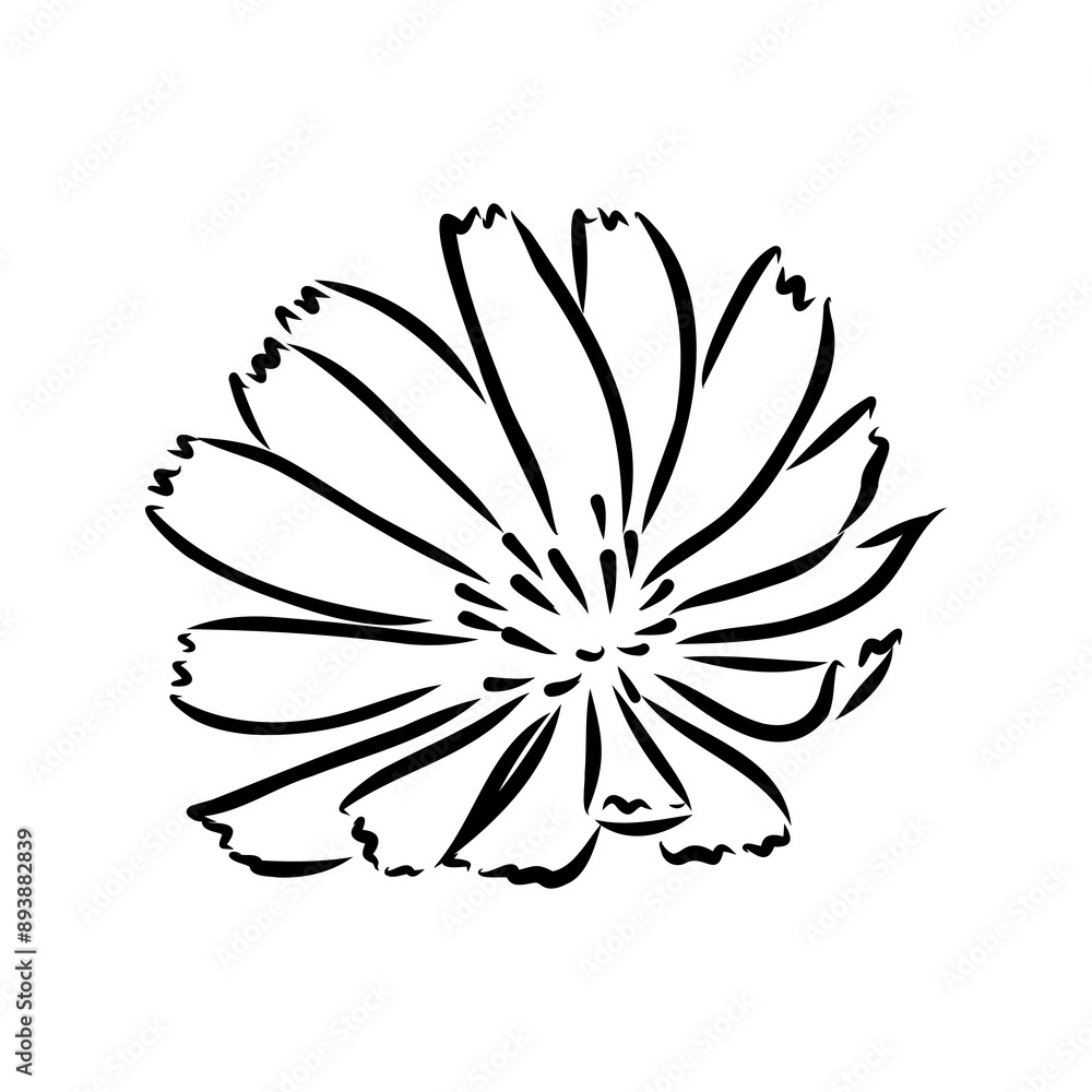 hand drawing of a chicory flower vector hand drawing of a chicory flower vector