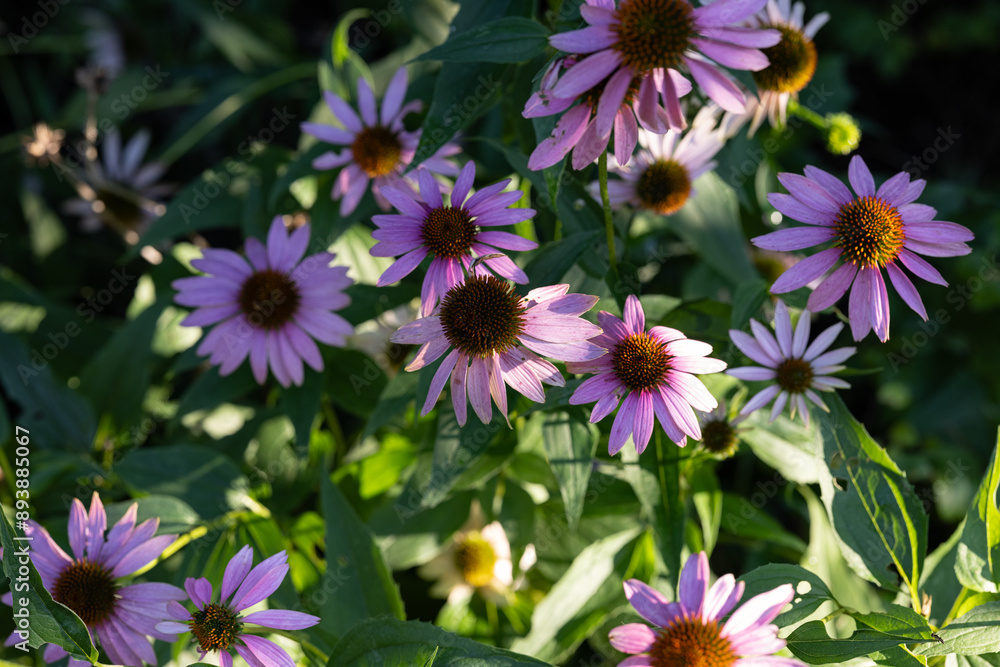 Array of purple cone flowers with rays of sunshine dashing across them Array of purple cone flowers with rays of sunshine dashing across them