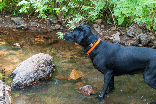 black labrador retriever standing in  mountain stream