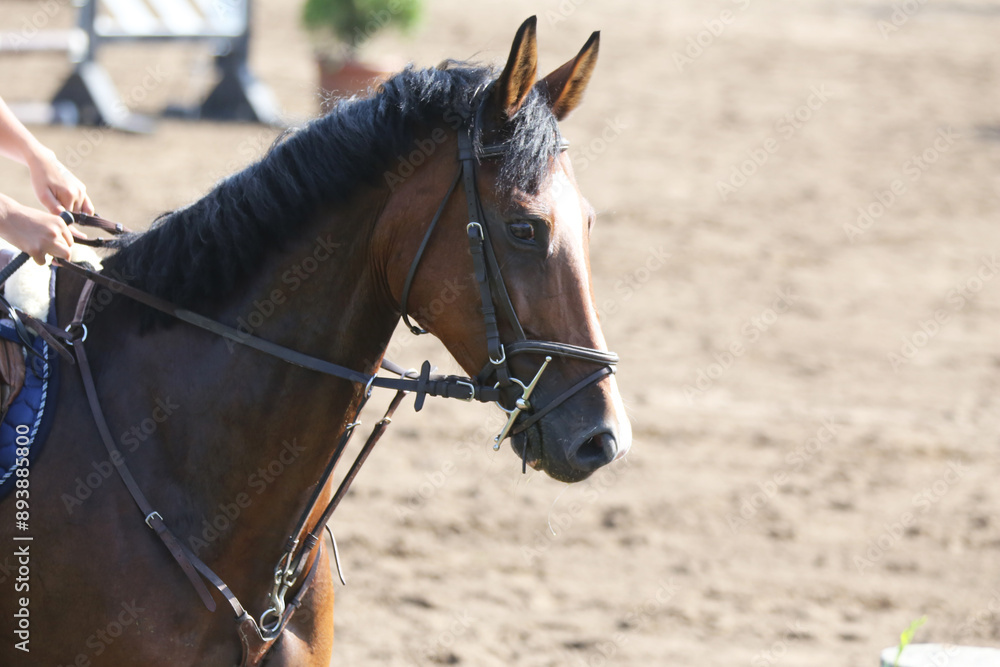 Obraz premium Photo shot of a beautiful show jumper horse on natural background