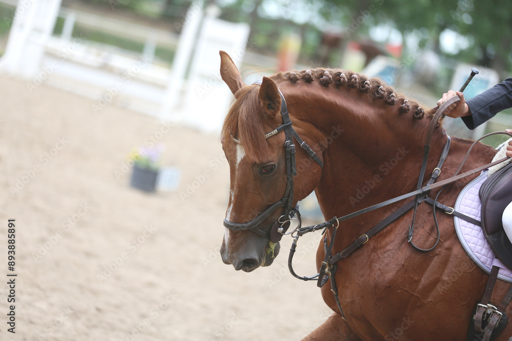 Photo shot of a beautiful show jumper horse on natural background Photo shot of a beautiful show jumper horse on natural background