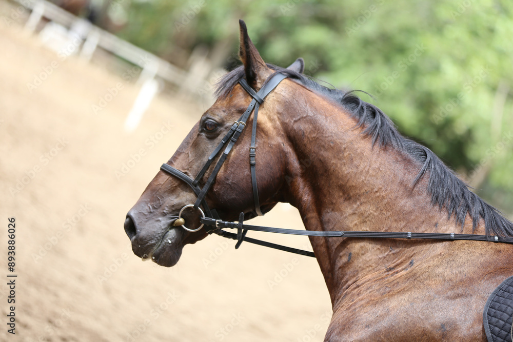 Obraz premium Photo shot of a beautiful show jumper horse on natural background