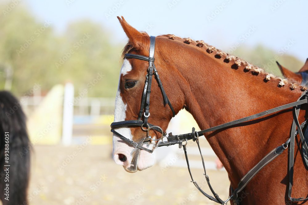 Obraz premium Photo shot of a beautiful show jumper horse on natural background